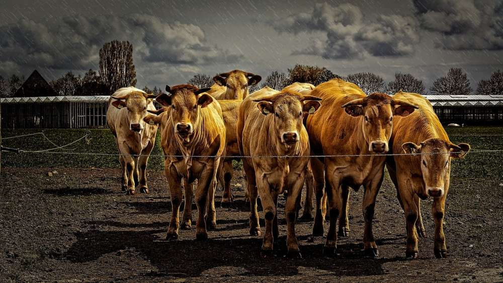 Климатические издержки могут «уничтожить» прибыль животноводов