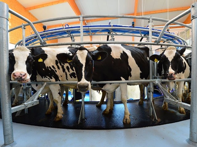 На Кубанских фермах используют роботов для доения коров