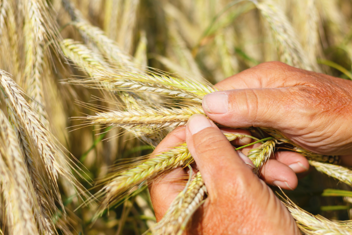 Партия пшеницы из Франции была допущена в Египет после повторных тестов на спорынью