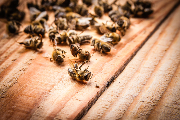 Минсельхоз обсуждает комплекс мер по защите пчел