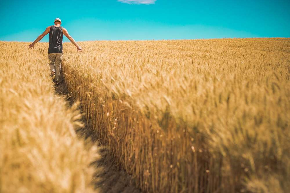 Прогноз валового сбора пшеницы в России в сезоне 2023/24 составляет 84,4 млн т