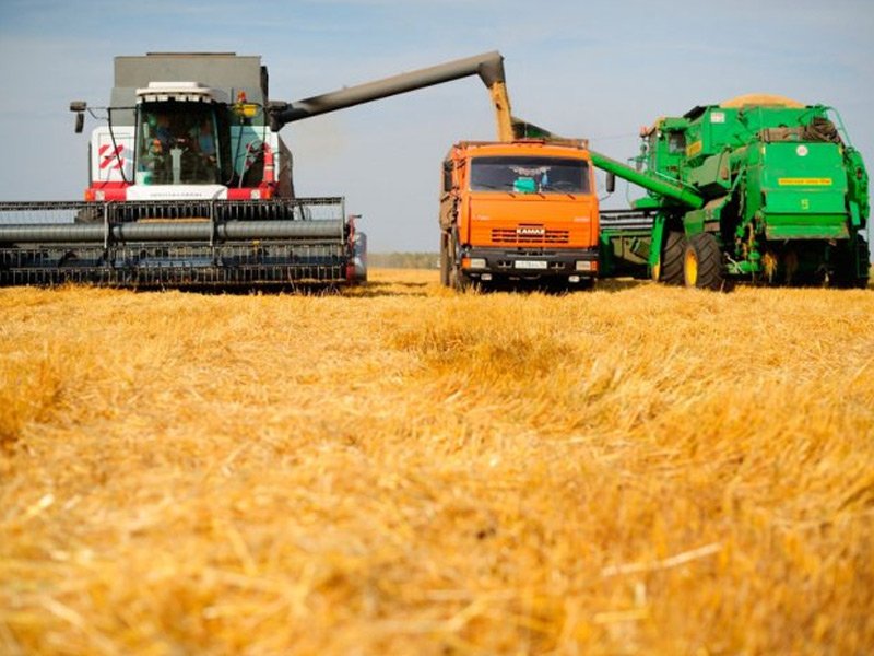 FAO опубликовала новый прогноз по глобальному производству зерна