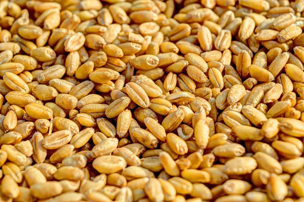 ФГБУ «Центр оценки качества зерна» подвел предварительные итоги работы за 2022 год