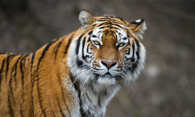ФосАгро поможет в изучении амурского тигра