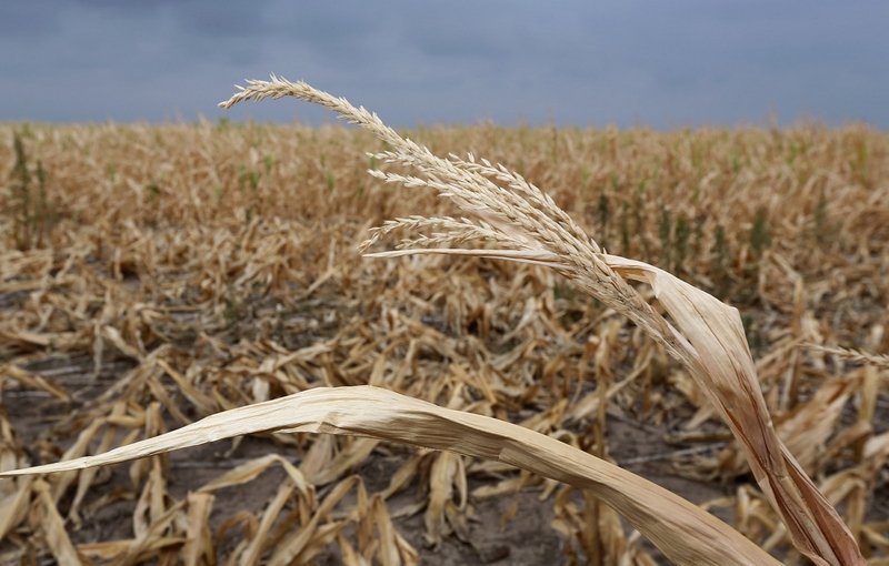 НСА: в  Оренбуржье  из-за засухи погиб урожай на  площади 250 тыс. га