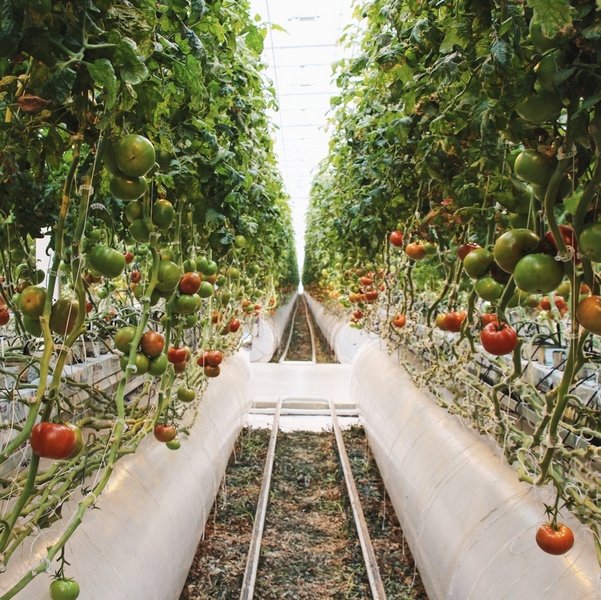 «Долина овощей» вдвое увеличит производство овощей в теплицах 5 поколения с объёмом инвестиций 9 млрд рублей