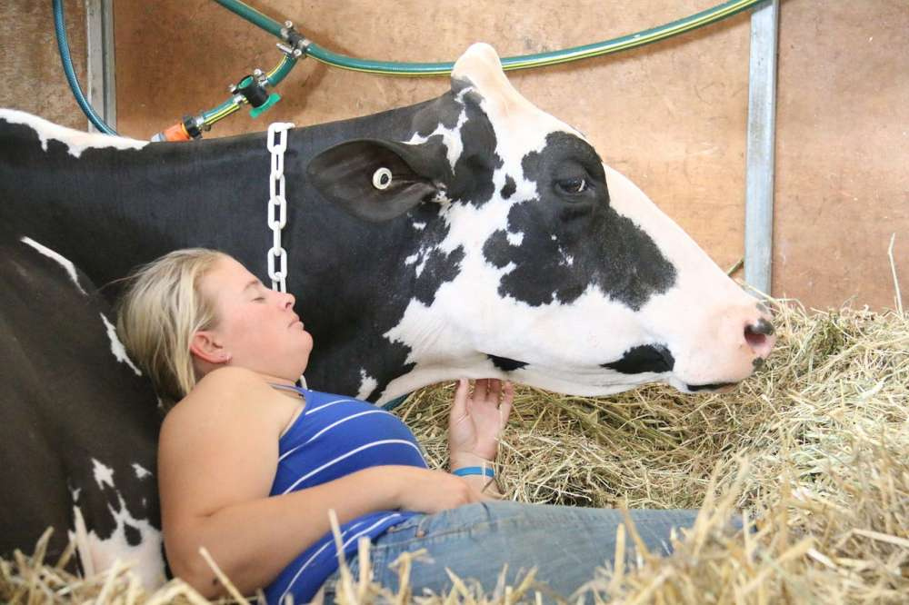 Голштинская корова установила новый рекорд по количеству молока за всю жизнь