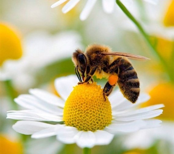 Пчелы и инсектициды