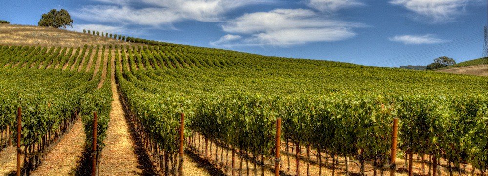В Дагестане обсудили проблемы виноградарства