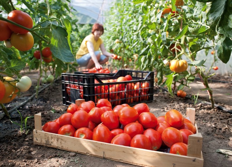 Минсельхоз РФ: В России растет сбор тепличных овощей