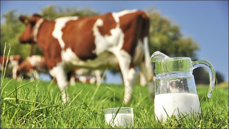 Базовый ферментно-пробиотический концентрат /БФПК/ для молочных коров: испытания по оценке продуктивного действия