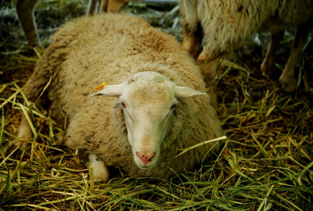 Всероссийская выставка племенных овец