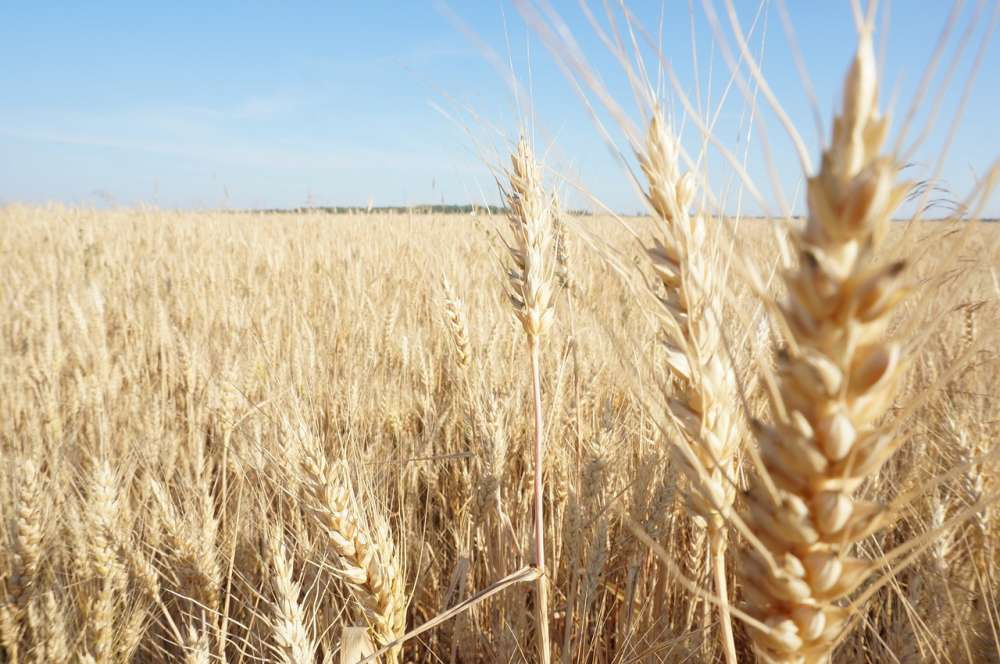 Производство пшеницы в России в сезоне 2022/23 оценивается в 92,0 млн т