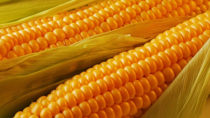 Сельхозпроизводитель из США установил мировой рекорд урожайности кукурузы