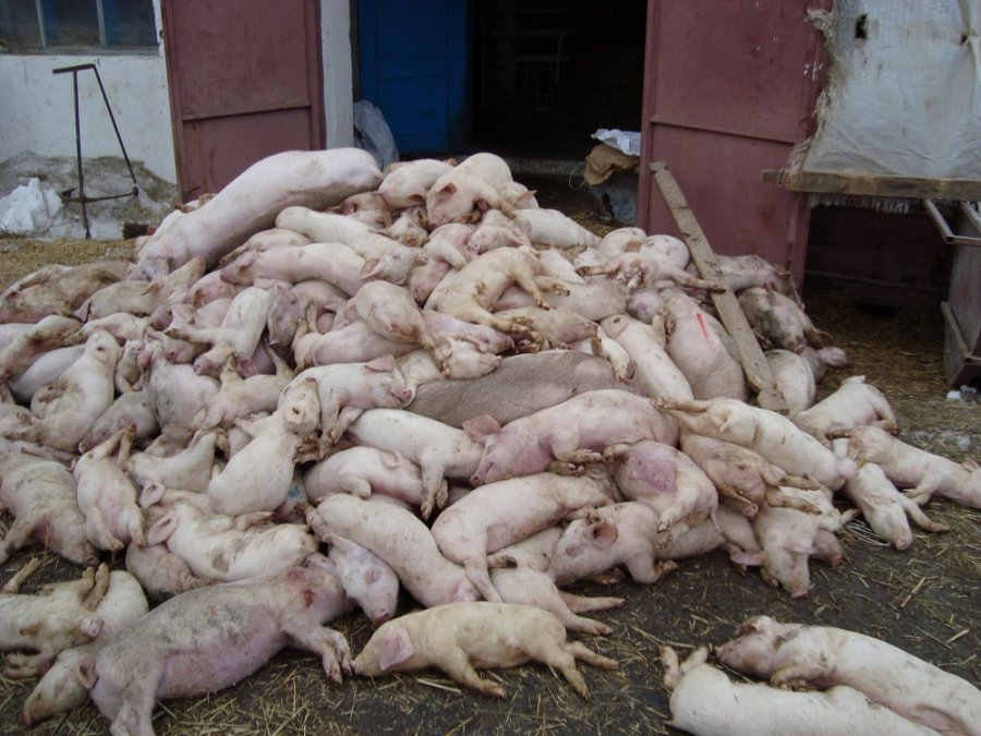 В Воронежской и Орловской областях из-за АЧС уничтожили более 36 тысяч свиней