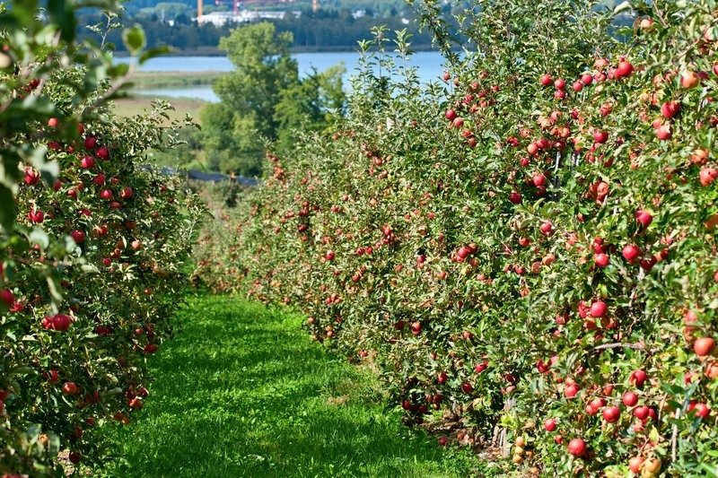В Калининградской области площадь садов и ягодников за год выросла почти на 70 процентов