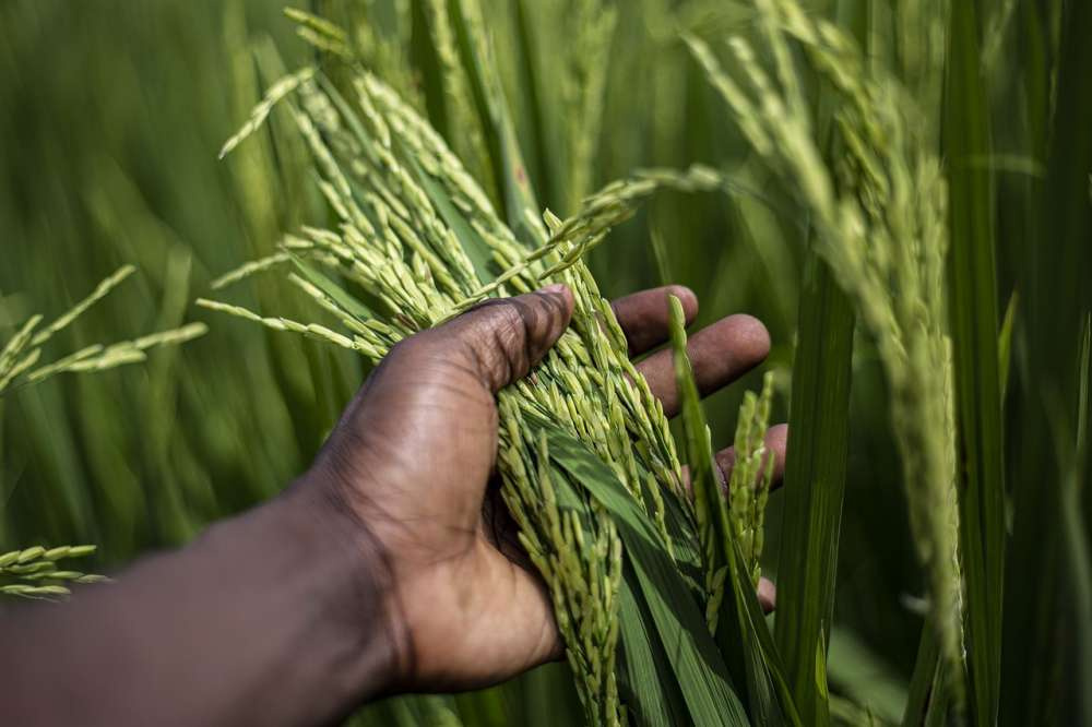 Прорыв в селекции риса позволит накормить миллиарды людей