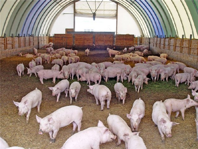 В Приморском регионе производство свинины будет увеличено в 14 раз