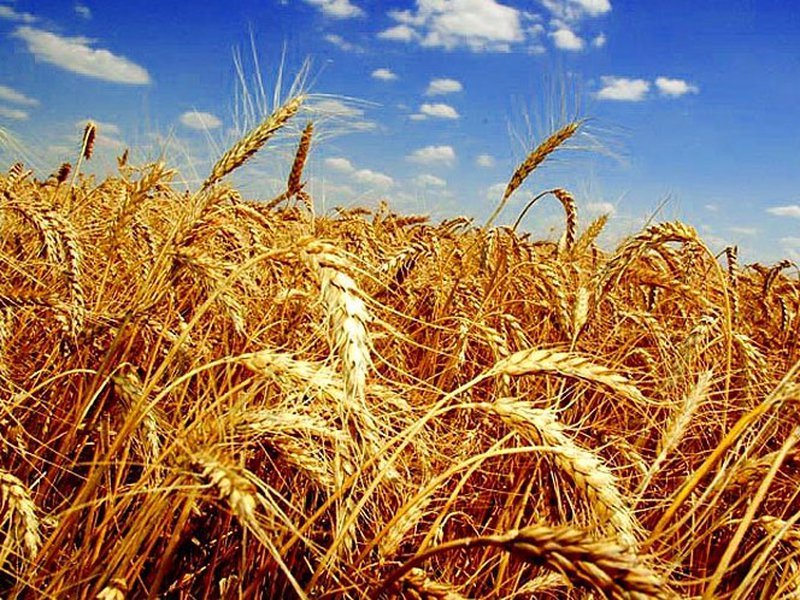 Прогноз: производство пшеницы в Казахстане снизится на 10 процентов