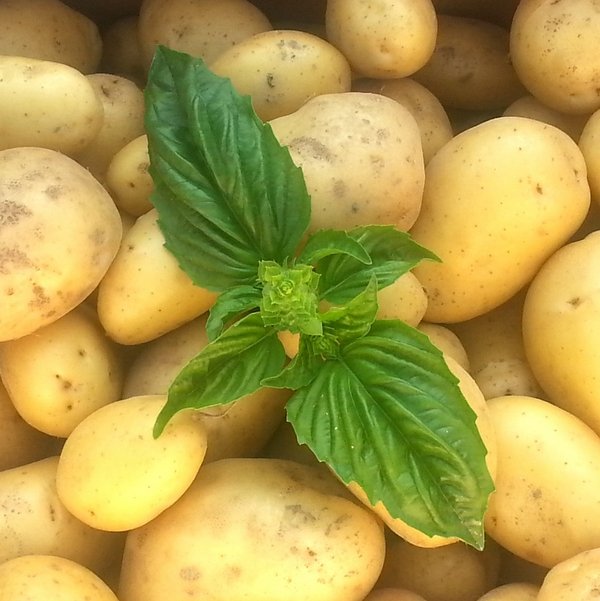 Без лишней воды: эффективные методы водосберегающей агротехники для возделывания картофеля