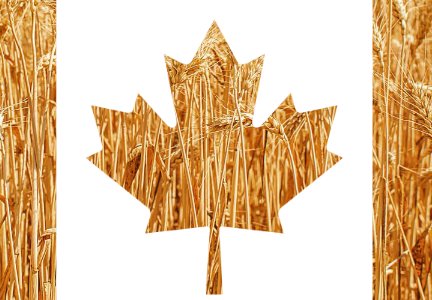 Переходящие запасы пшеницы в Канаде оцениваются в 4,3 млн тонн