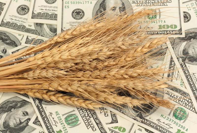 Пшеница на мировых рынках стремительно дорожает