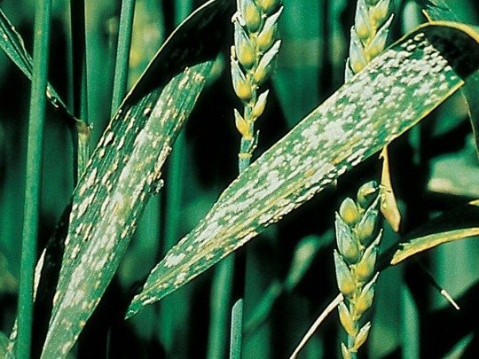 Вирусные болезни зерновых культур: факторы риска, признаки и профилактика