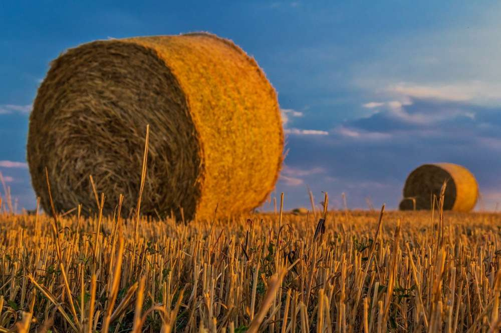 Урожай и санкции обсудят на конференции «Растениеводство России — 2022/23»