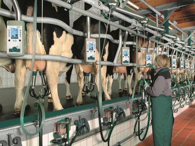 Влияние кормовой добавки со свойствами энтеросорбента на молочную продуктивность