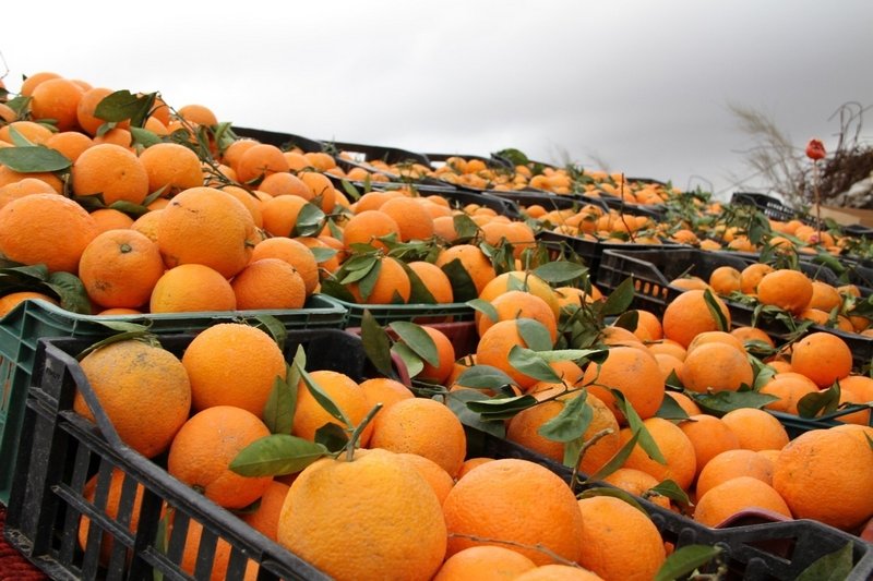 В России растут цены на апельсины из-за плохого урожая и сокращения поставок