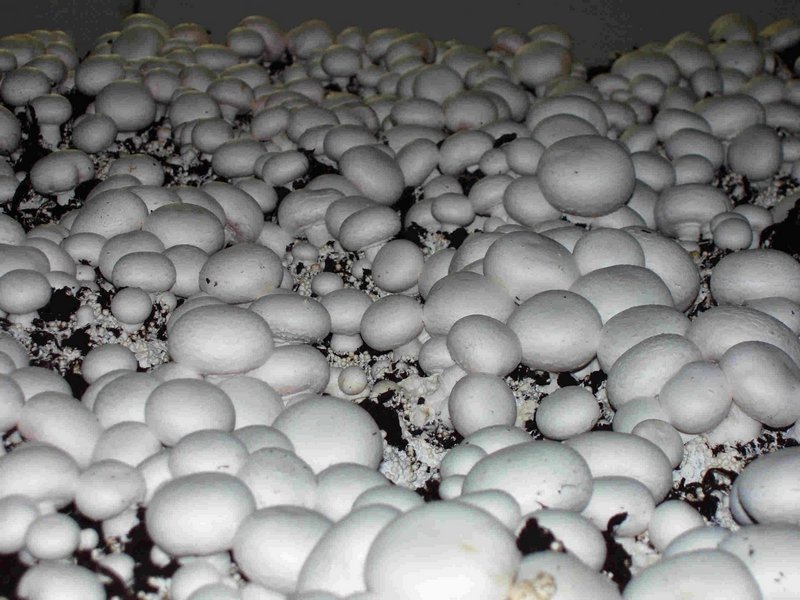 «Интерагро» реализует проект грибной фермы в Подмосковье мощностью 5 тыс. тонн