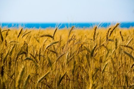 В России увеличился уровень урожайности
