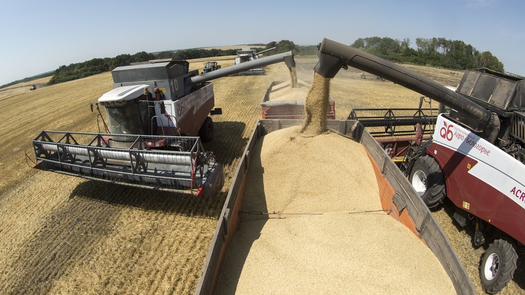 По прогнозам урожай пшеницы в Поволжье обвалится на треть