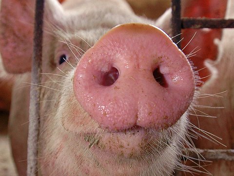 США: Поросят атакует смертельный вирус, цены на свинину бьют рекорды