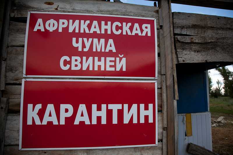 В пробах, отобранных в Крыму, обнаружен вирус африканской чумы свиней 