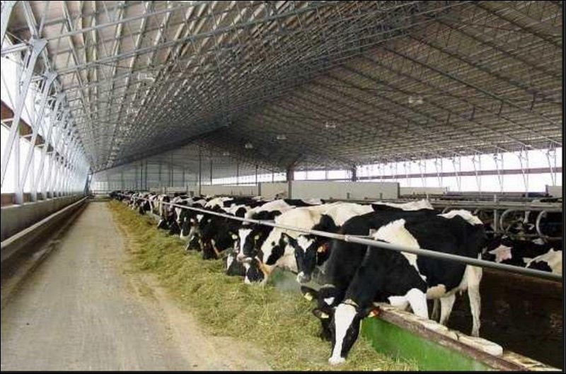 Минсельхоз призвал регионы срочно принять меры по недопущению снижения поголовья молочного скота и производства молока