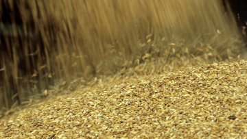 В министерстве сельского хозяйства Казахстана предлагают создать общий с Россией зерновой холдинг