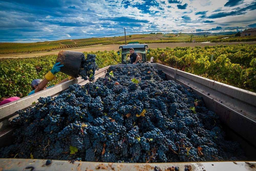 Сбер развивает виноделие на юге