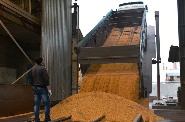 Согласно новым оценкам ФАО, мировое производство зерна установит новый рекорд
