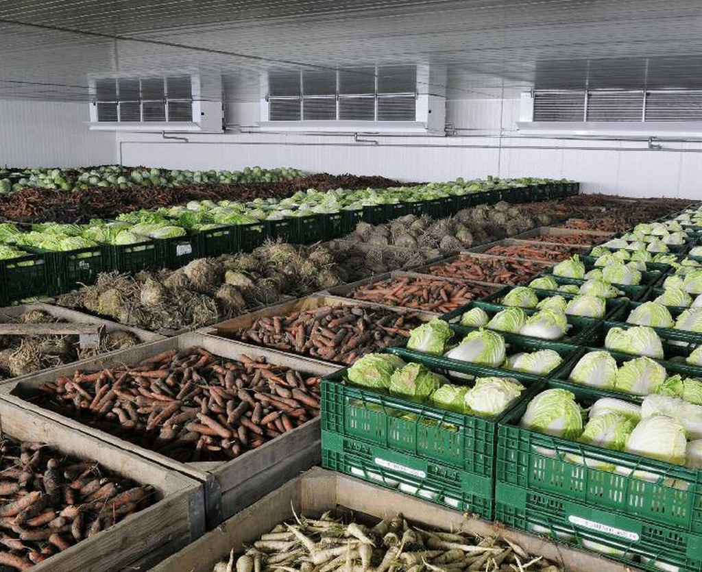 Аналитики: В России возможно качественно сохранить только 45% картофеля, овощей и фруктов