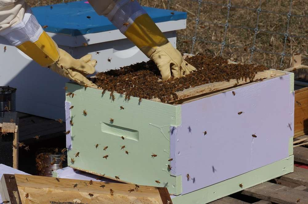 Умные ульи передают данные о состоянии колоний пчеловодам