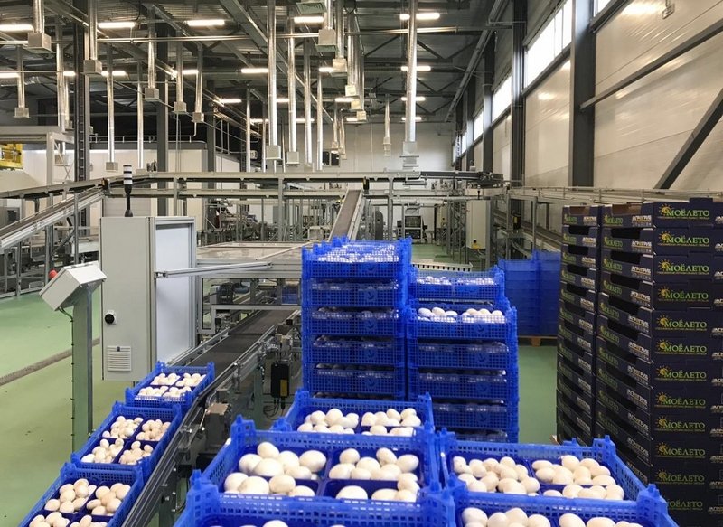 Компания «Интерагро» поставила оборудование для крупнейшего производства грибов в России и Европе