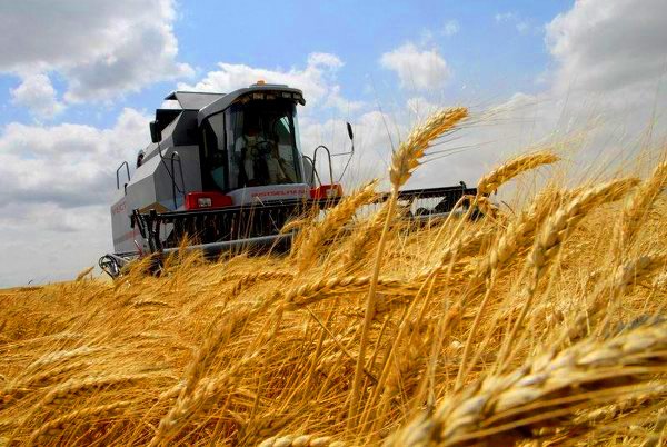 В Поволжье потеряли урожай на сумму более 5 млрд рублей
