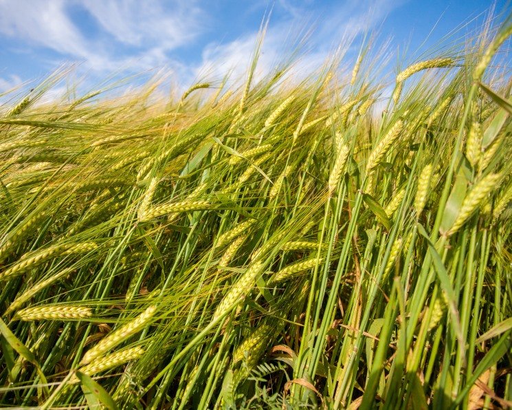 Эксперты: площадь под посевами яровой пшеницы в России самая низкая за 50 лет