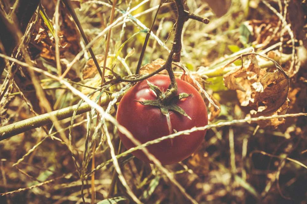 Израильские ученые разрабатывают устойчивые к засухе томаты