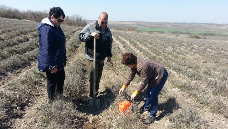 РГАУ-МСХА готовит отчет о научно-исследовательской работе в сертифицированном органическом сельхозпроизводстве