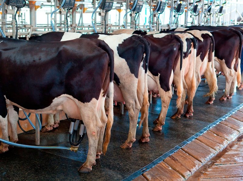 В Краснодарском крае зафиксирована наивысшая в истории региона суточная продуктивность коров