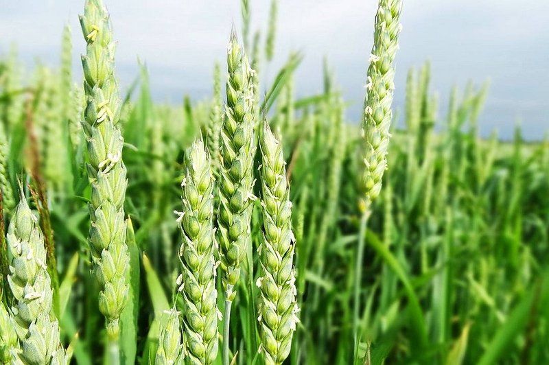 Австралийские ученые обнаружили высокоурожайный ген для выведения гибридных сортов пшеницы