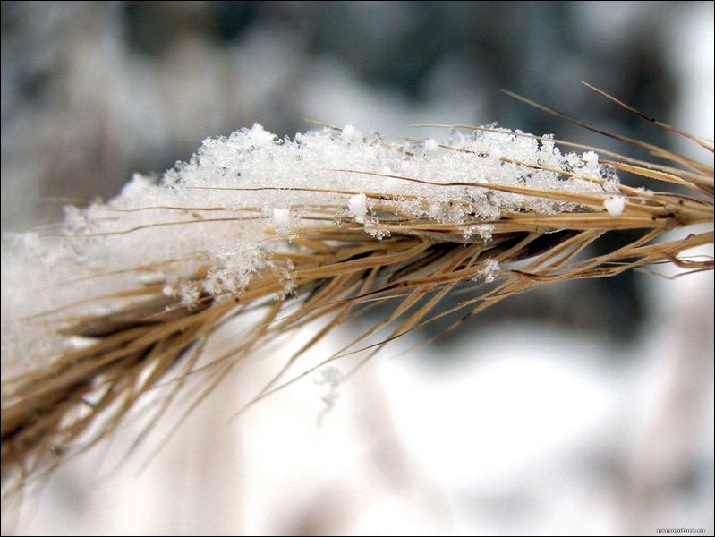 Западная Австралия потеряла часть урожая зерна из-за сильнейших в истории наблюдений морозов
