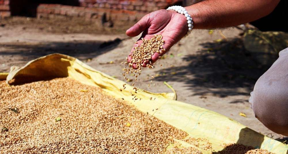 Индия ограничила экспорт муки и пшеницы для снижения рекордных внутренних цен